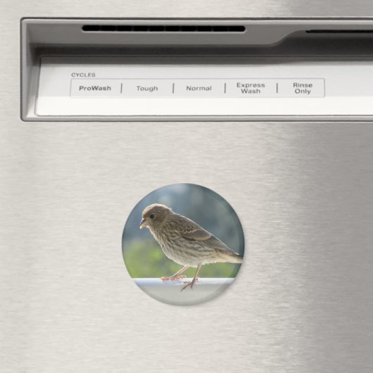 Finch in de Morning Sun. Magneet (Insitu (Vaatwasser))