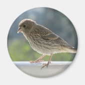 Finch in de Morning Sun. Magneet (Voorkant)