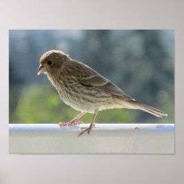 Finch in de Morning Sun. Poster