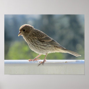 Finch in de Morning Sun. Poster