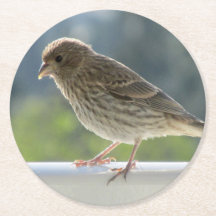 Finch in de Morning Sun.