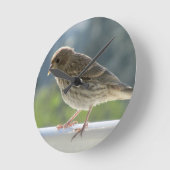 Finch in de Morning Sun. Ronde Klok (Hoek)