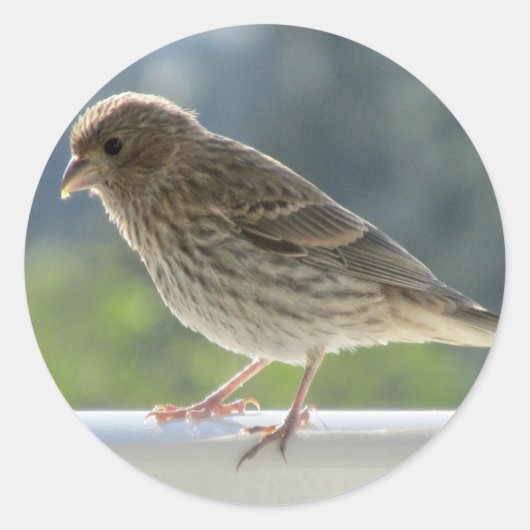 Finch in de Morning Sun. Ronde Sticker (Voorkant)