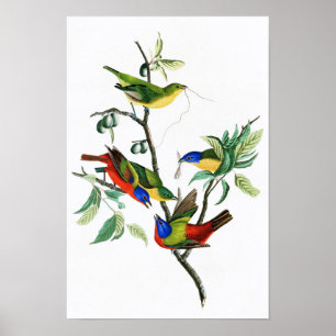 Finch John James Audubon Birds of America Poster