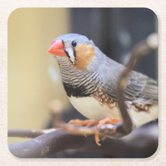 Finch Kartonnen Onderzetters (Voorkant)