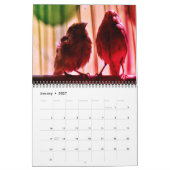 Finch Love Kalender (Jan 2027)