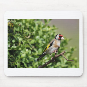 FInch Muismat