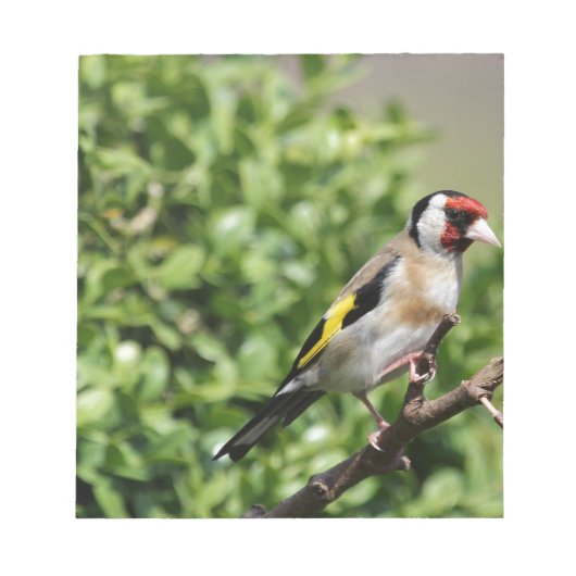 FInch Notitieblok (Voorkant)