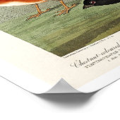 Finch, Siskin, Bunting door Audubon Poster (Hoek)