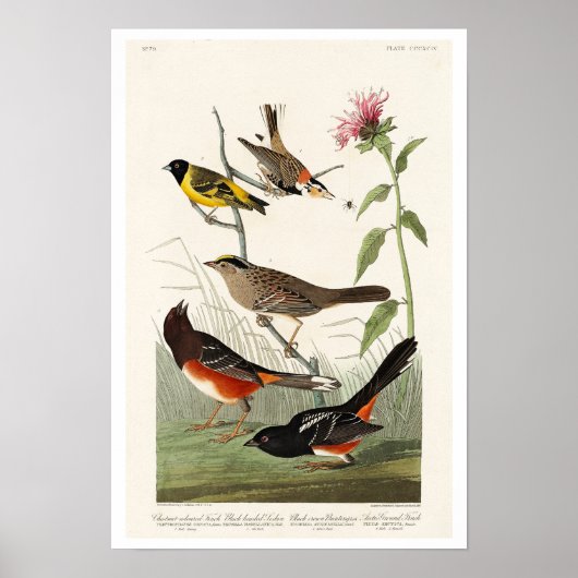 Finch, Siskin, Bunting door Audubon Poster (Voorkant)