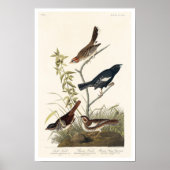 Finch, Sparrow by Audubon Poster (Voorkant)
