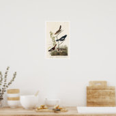 Finch, Sparrow by Audubon Poster (Keuken)