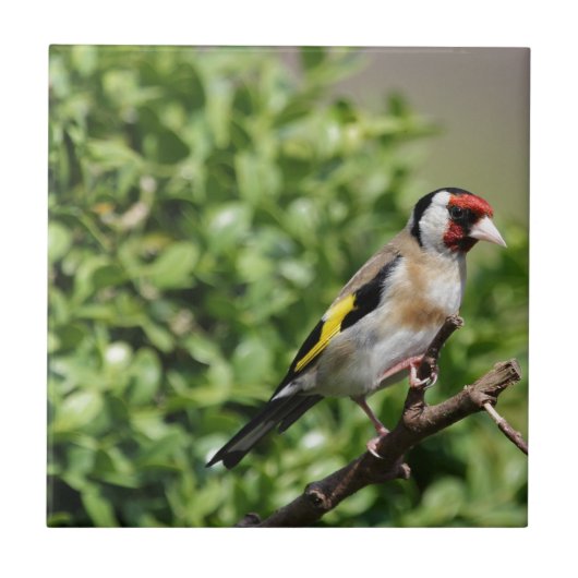 FInch Tegeltje (Voorkant)