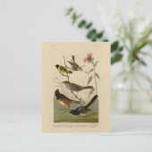 Finch, Towee, Sparrow, Audubon's Birds of America Briefkaart (Staand voorkant)