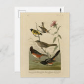 Finch, Towee, Sparrow, Audubon's Birds of America Briefkaart (Voorkant / Achterkant)