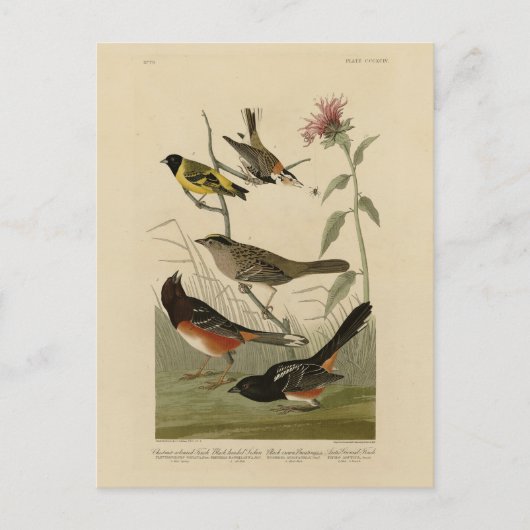 Finch, Towee, Sparrow, Audubon's Birds of America Briefkaart (Voorkant)