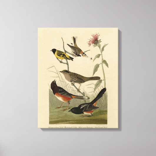 Finch, Towee, Sparrow, Audubon's Birds of America Canvas Afdruk (Voorkant)