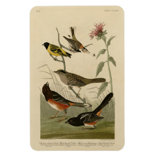 Finch, Towee, Sparrow, Audubon's Birds of America Magneet