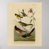 Finch, Towee, Sparrow, Audubon's Birds of America Poster (Voorkant)