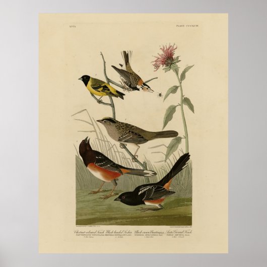 Finch, Towee, Sparrow, Audubon's Birds of America Poster (Voorkant)