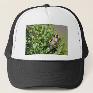 FInch Trucker Pet