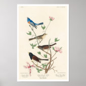 Finch van Audubon Poster (Voorkant)