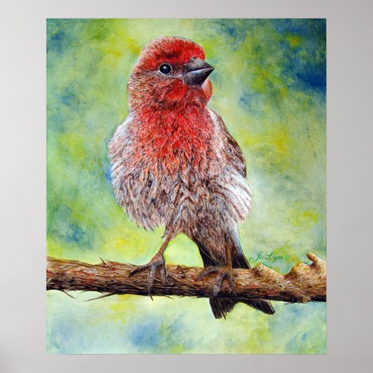 Finchy Print (Voorkant)