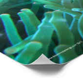 Finding Nemo Poster (Hoek)