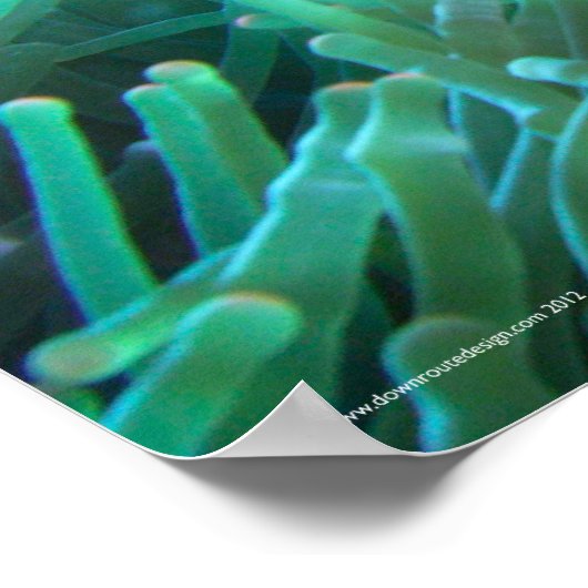 Finding Nemo Poster (Hoek)