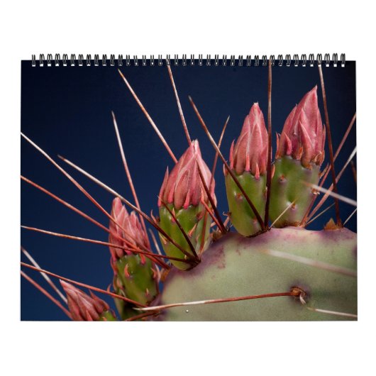 Fine Art-fotografie van Cacti en Succulenten Kalender (Hoes)