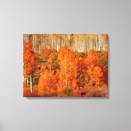 Fine Art Oranje Aspen Autumn Herfst Canvas Art Afd