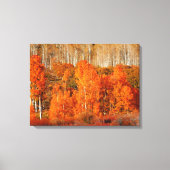Fine Art Oranje Aspen Autumn Herfst Canvas Art Afd Afdruk (Voorkant)