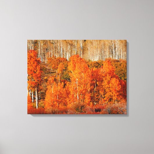 Fine Art Oranje Aspen Autumn Herfst Canvas Art Afd Afdruk (Voorkant)