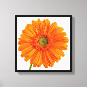Fine Art Photography Oranje Gerbera Daisy flower Canvas Afdruk
