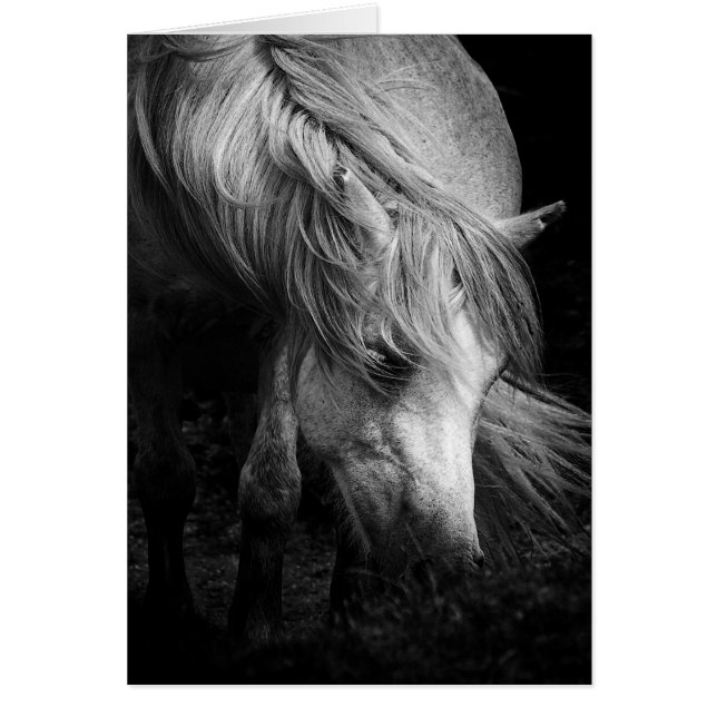 Fine Art Pony Head en Mane blanco notelet / kaart (Voorkant)
