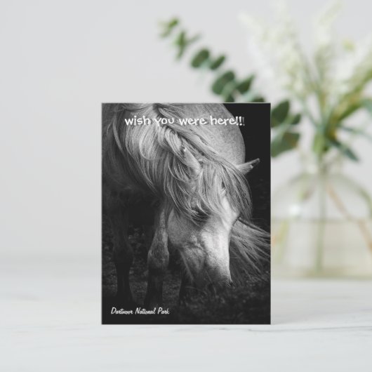 Fine Art Pony Head en Mane briefkaart (Staand voorkant)