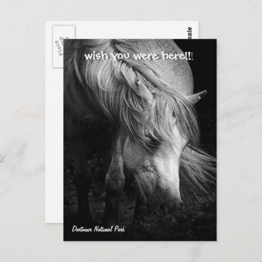 Fine Art Pony Head en Mane briefkaart (Voorkant / Achterkant)