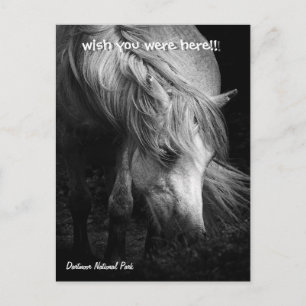 Fine Art Pony Head en Mane briefkaart