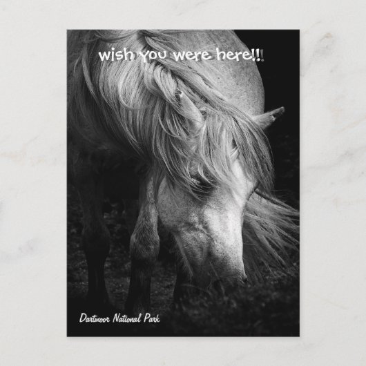 Fine Art Pony Head en Mane briefkaart (Voorkant)