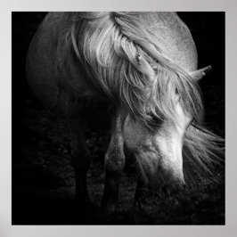 Fine Art Pony Head en Mane print