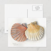 Fine Art Post Card - Zeeschalen, Waterverf Briefkaart (Voorkant / Achterkant)