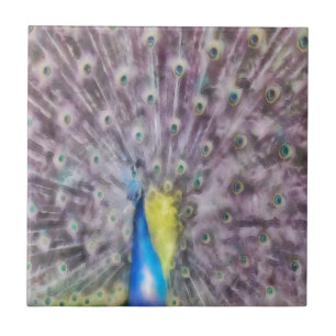 Fine Feather Peacock Mating Plumage Tegeltje