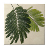 Fine Leaved Ferns Embossed Tegeltje (Voorkant)