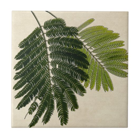 Fine Leaved Ferns Embossed Tegeltje (Voorkant)