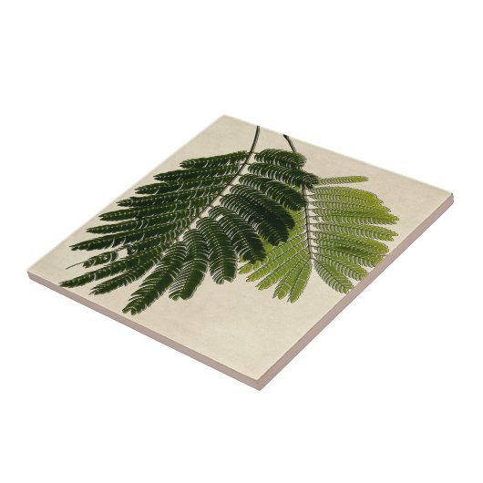 Fine Leaved Ferns Embossed Tegeltje (Zijkant)