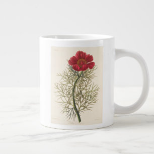 Fine Leaved Paeony Grote Koffiekop