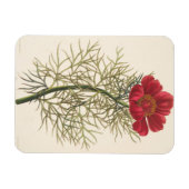 Fine Leaved Paeony Magneet (Horizontaal)