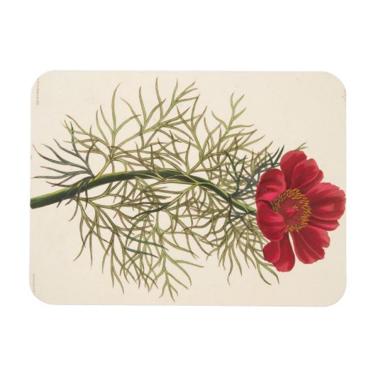 Fine Leaved Paeony Magneet (Horizontaal)