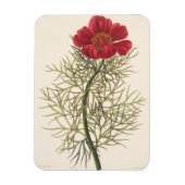 Fine Leaved Paeony Magneet (Verticaal)