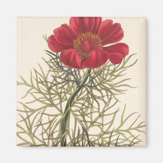 Fine Leaved Paeony Magneet (Voorkant)
